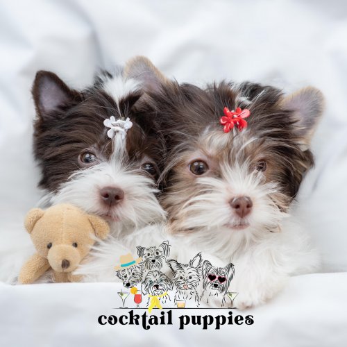 cocktail puppies