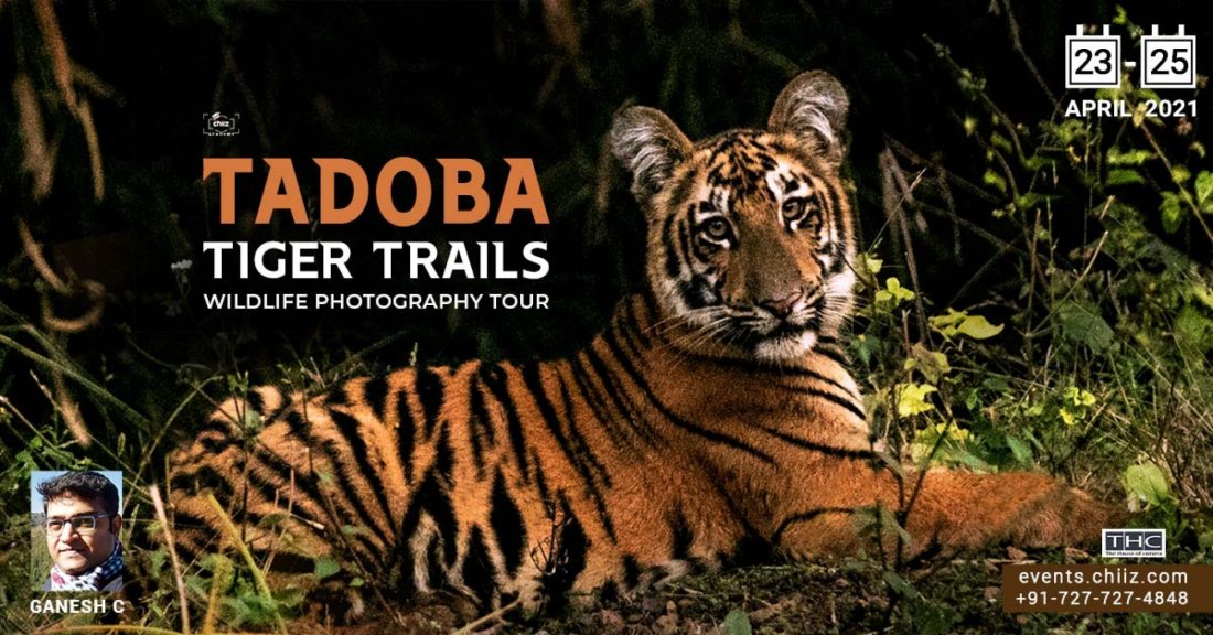 TADOBA WILDLIFE TOUR