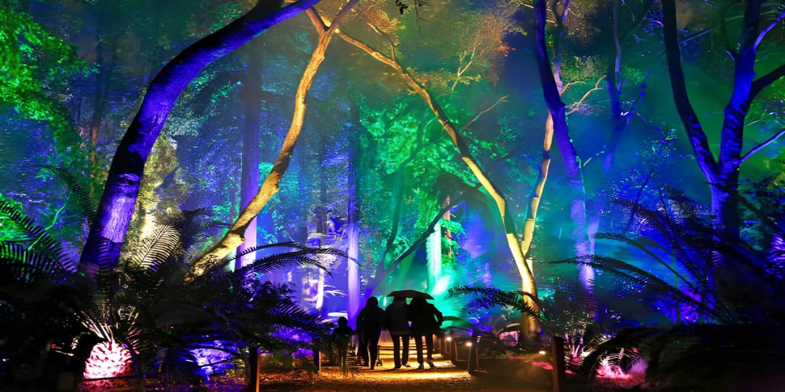 Enchanted Forest of Light 2025