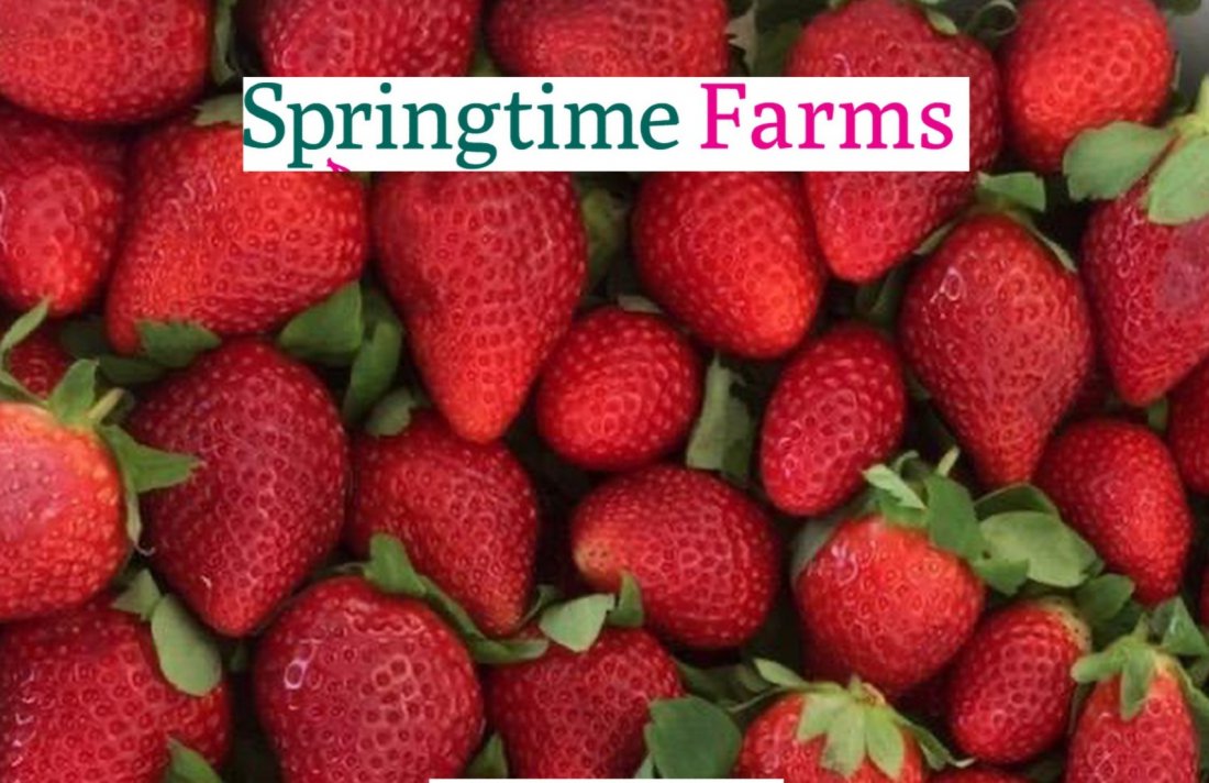 Strawberry Festival at Springtime Farms Fort Myers