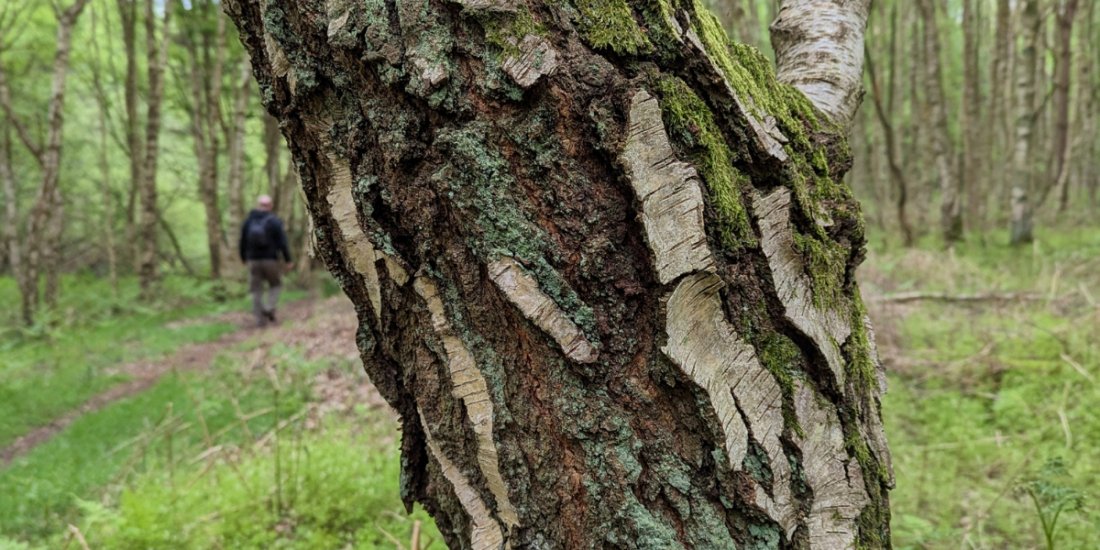 Forest Bathing for Stress Management - Rendlesham Forest