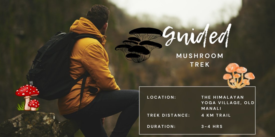 Guided Mushroom Treks - 4 hours