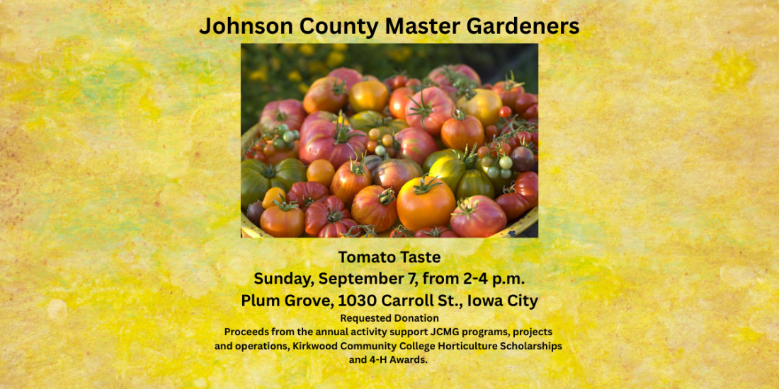 JCMG Tomato Taste 