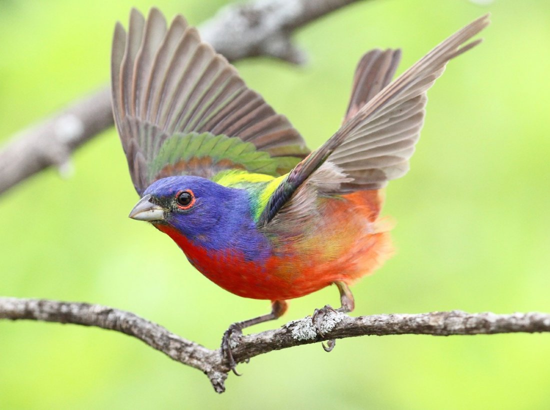 3rd Thursday Bird Walks