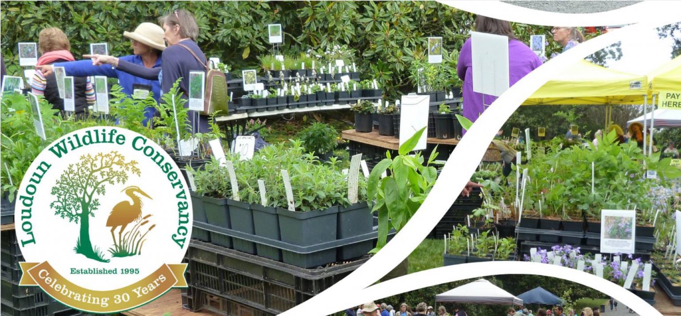 Native Plant Sale