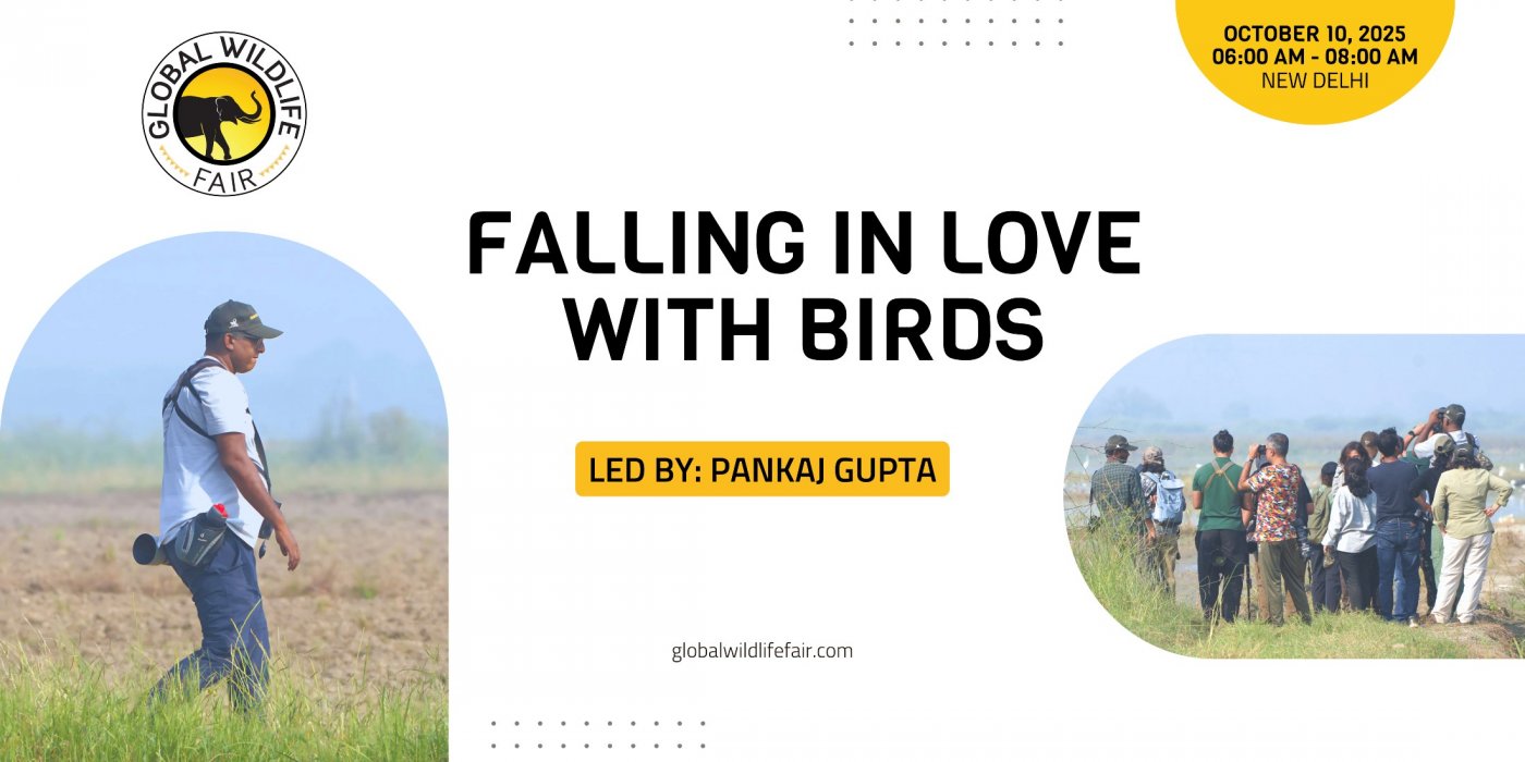 Falling in Love with Birds (Workshop)