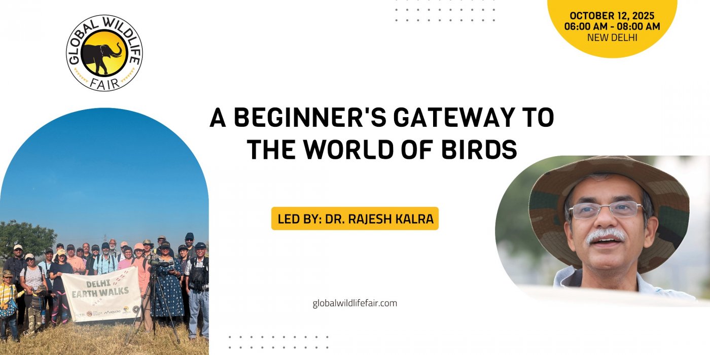 Birding Basics: A Beginner's Gateway to the World of Birds