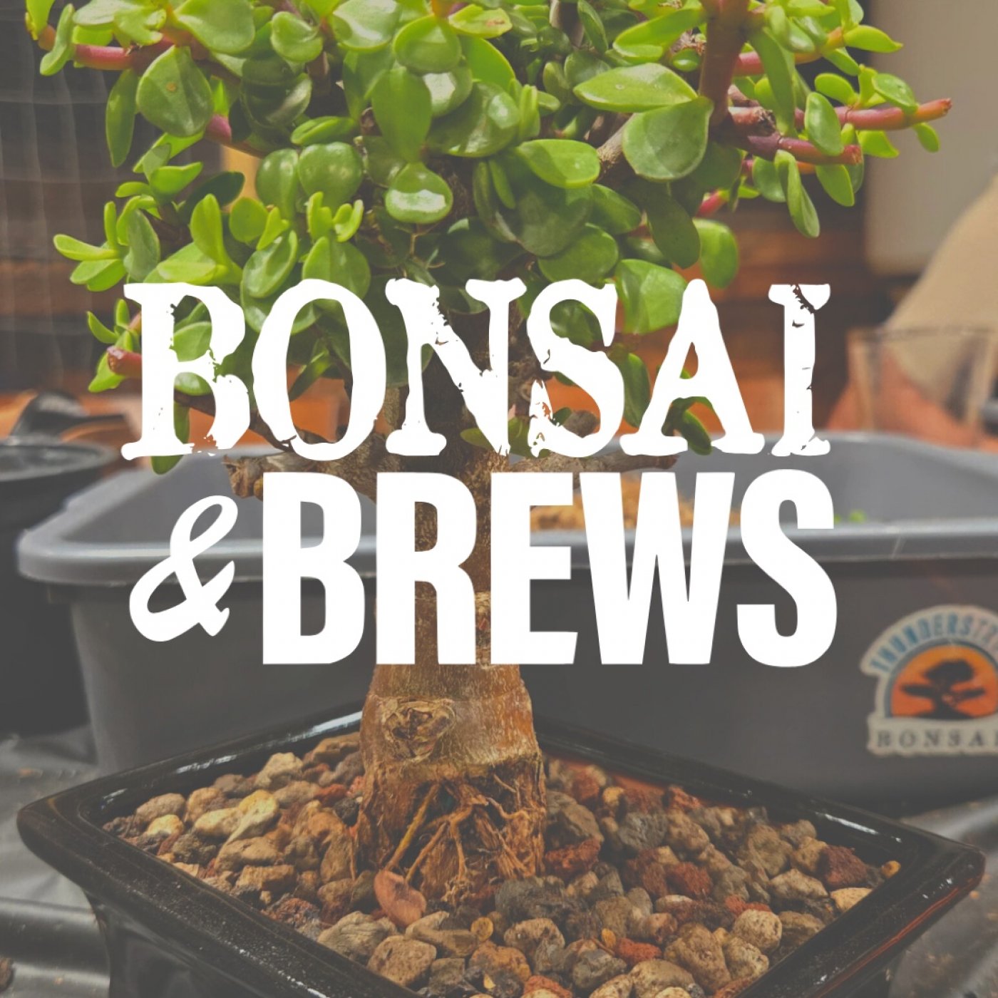 Bonsai & Brews at 3 Daughters Brewing | St. Pete