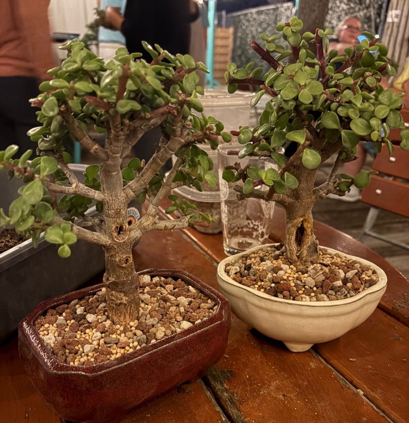 Bonsai & Brews at Sun King Brewing Sarasota