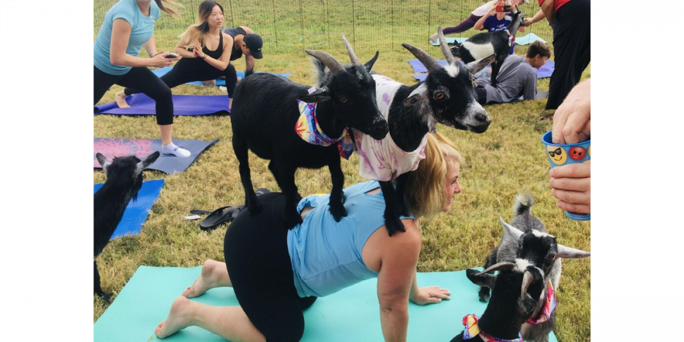 Goat Yoga with Shade and Misters at Lakewood Brewing Company in Garland
