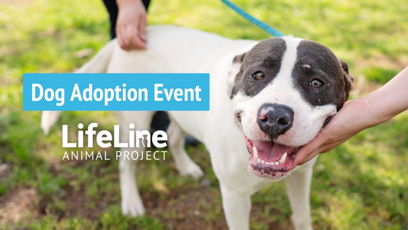 PetSmart (Camp Creek) Dog Adoption Event