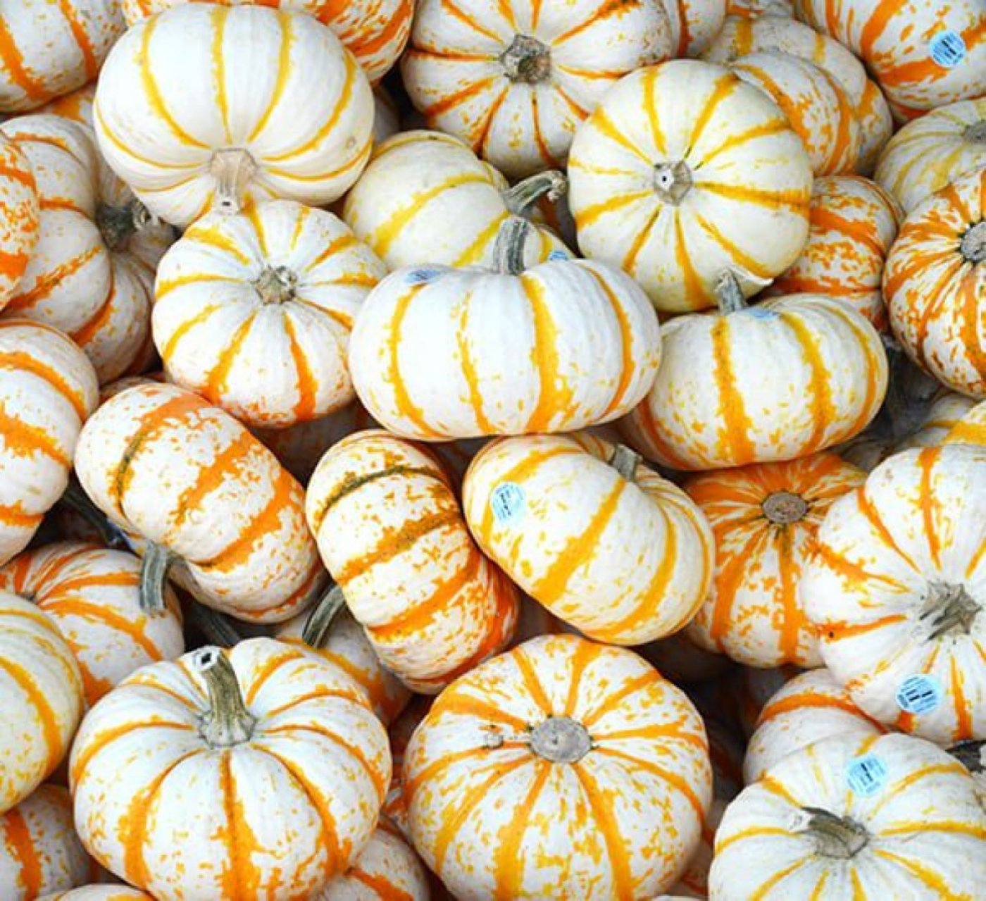 Fall Fling Preview & Design Demo