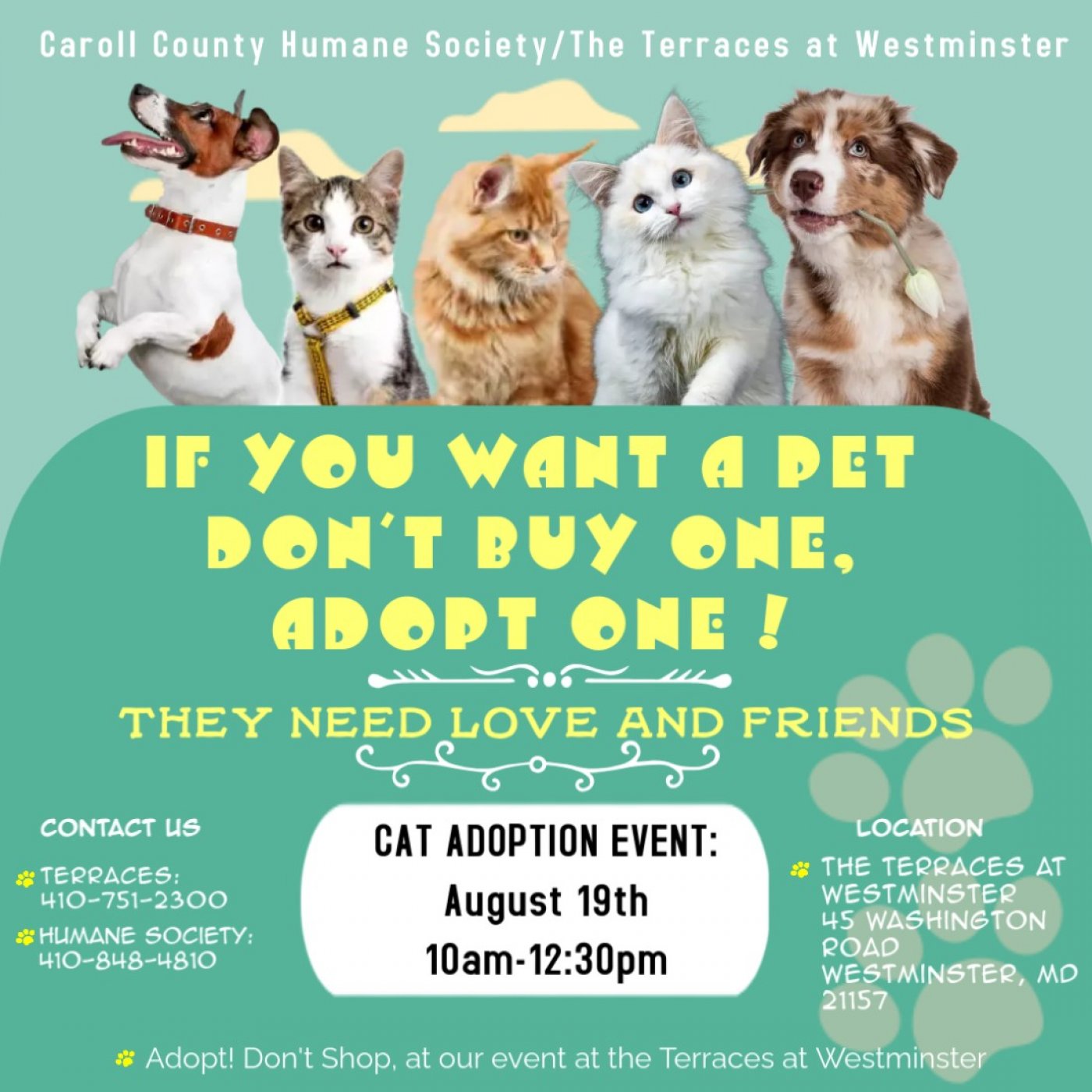 Aug. 19: Cat Adoption Event at The Terraces at Westminster