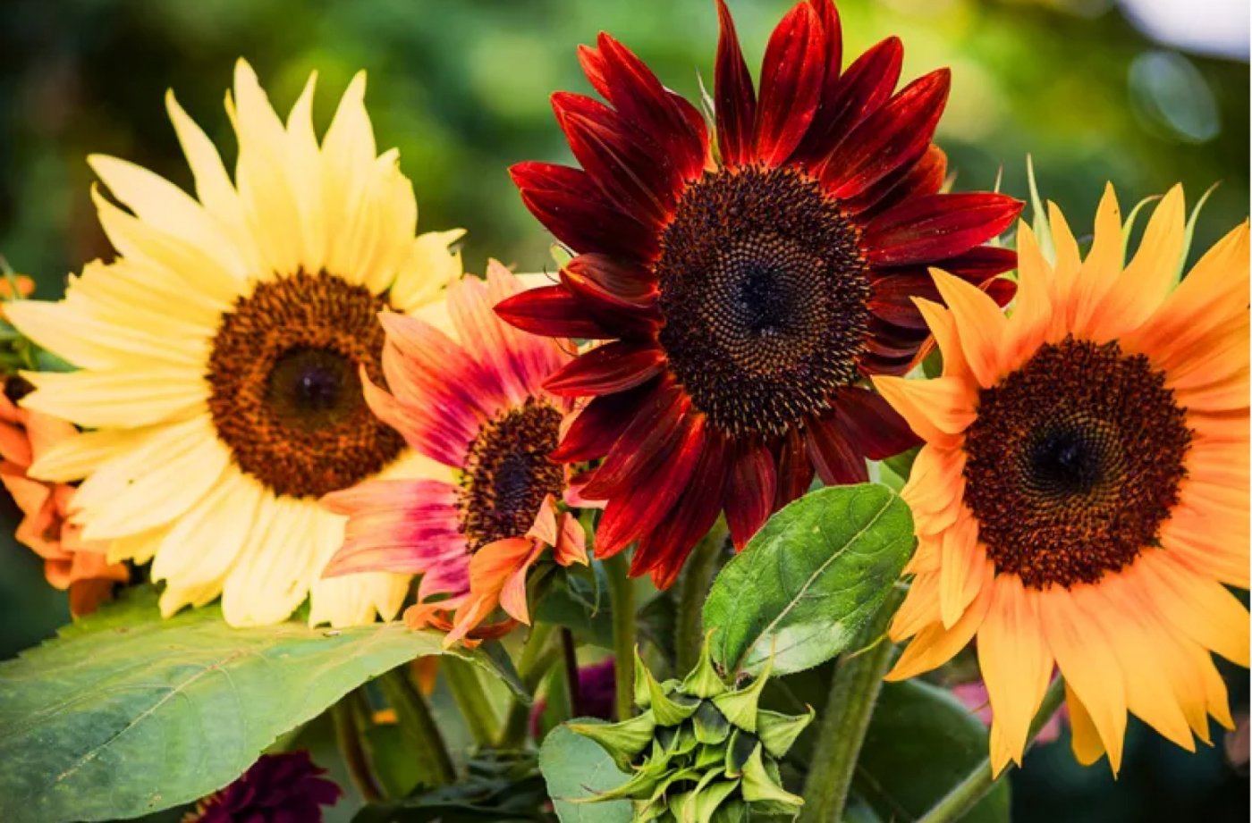 Sunflower Soir\u00e9e Flower Arranging Class