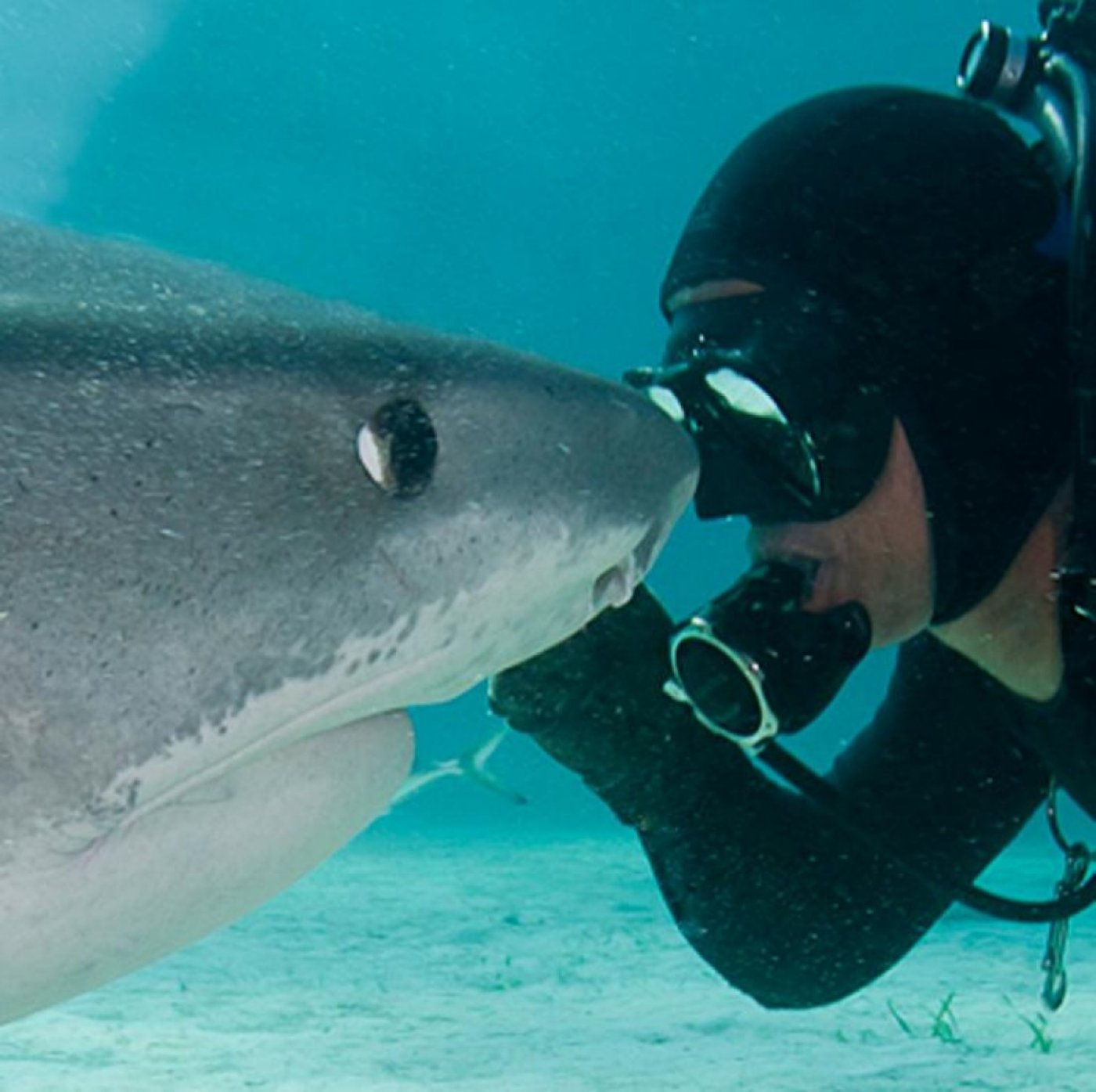 Sharks My Love with Jim Abernethy