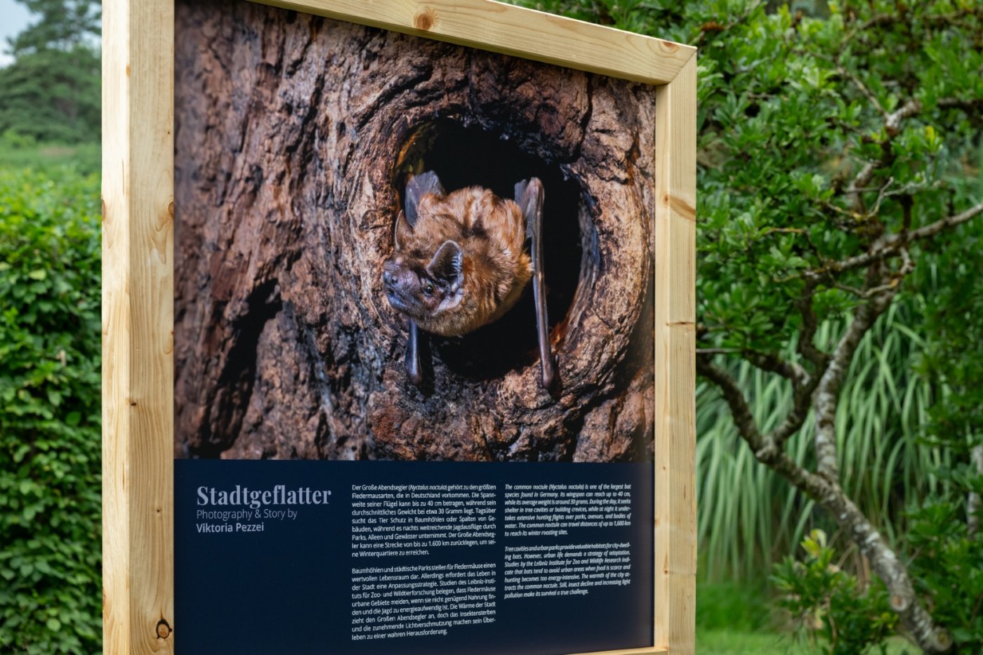 Stadtgeflatter \u2013 Outdoor-Fotoausstellung zeigt M\u00fcnchens Flederm\u00e4use und ihre stillen Helfer:innen