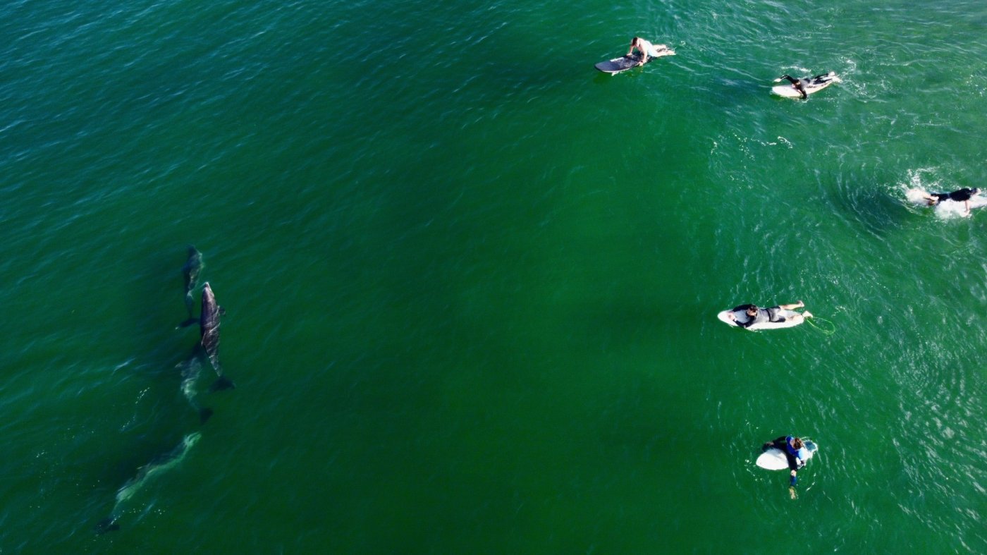 Roundhouse Aquarium Presents \u201cWhy Do Dolphins Surf?\u201d