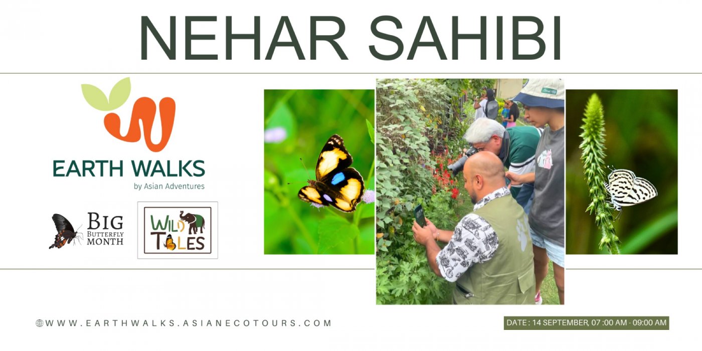 Butterfly Bliss: A Nehar Sahibi Experience