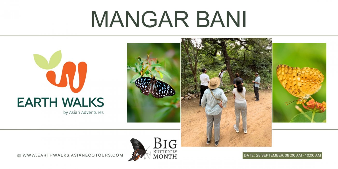 Dance of Wings: A Butterfly Walk