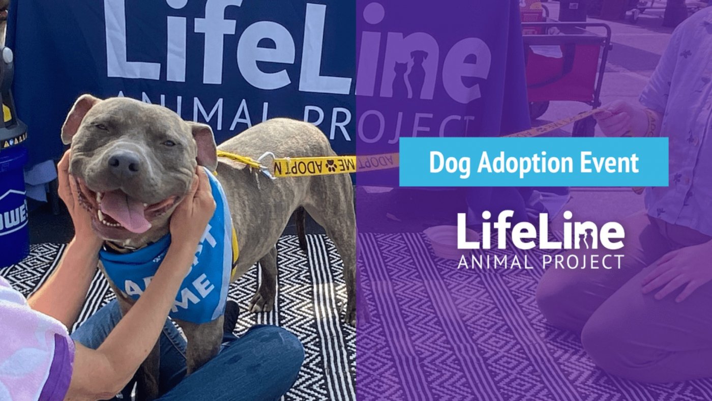 Petco (Edgewood) Dog Adoption Event