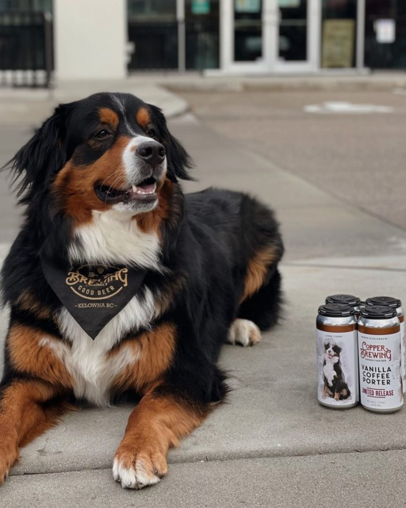 Bernese Dog Meet & Greet