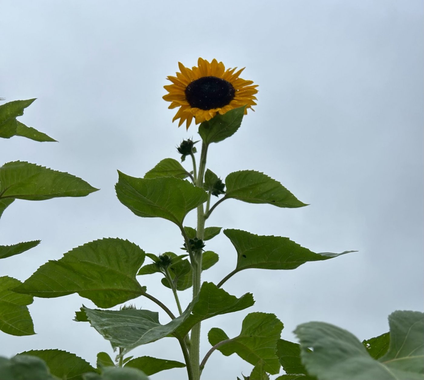 Roots and Renewal Meditation on the Farm