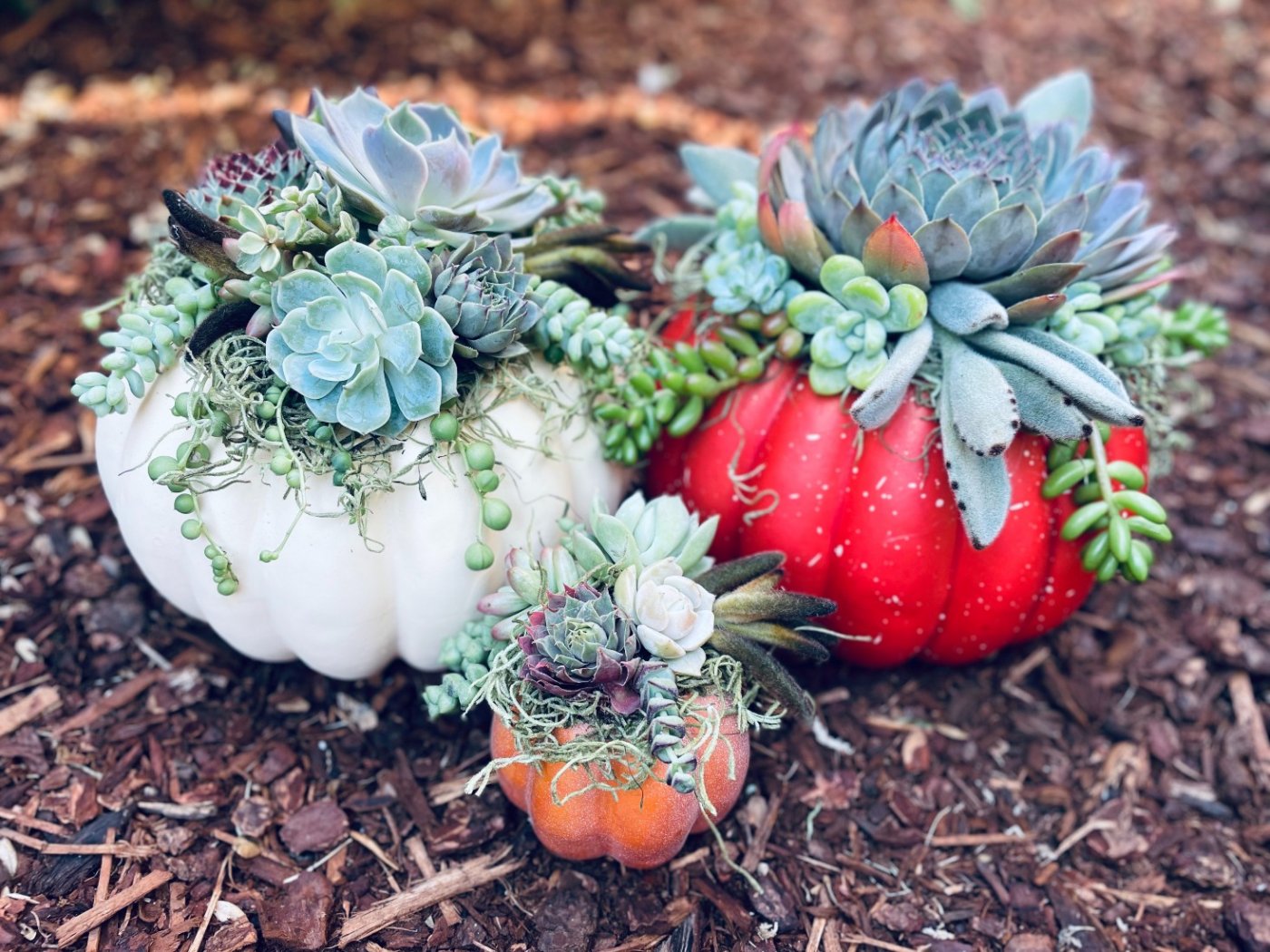 Succulent Pumpkin Workshop