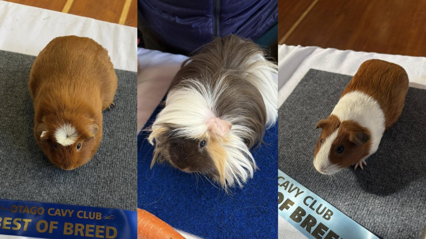 Spring Spectacular Guinea Pig Show