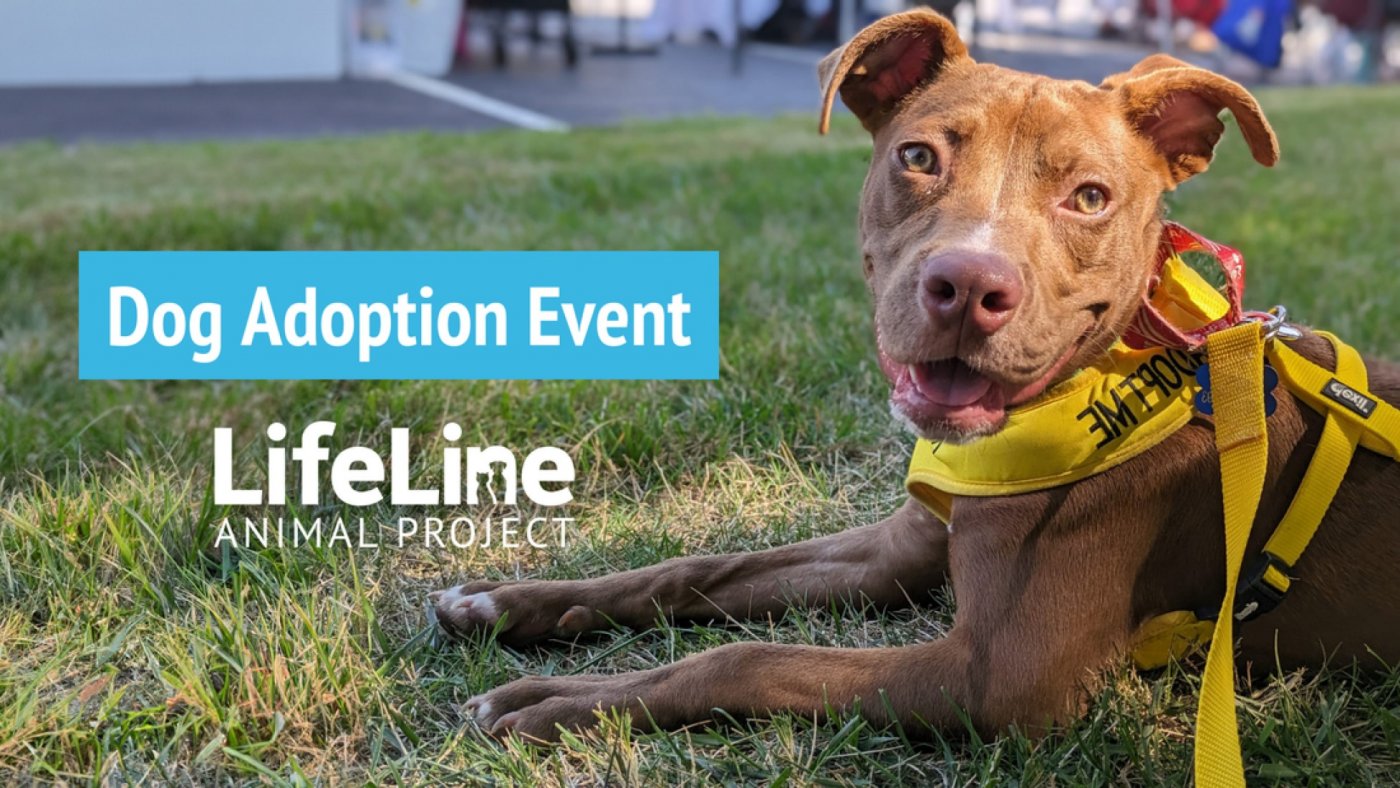 Pet Supplies Plus (Buford) Dog Adoption Event