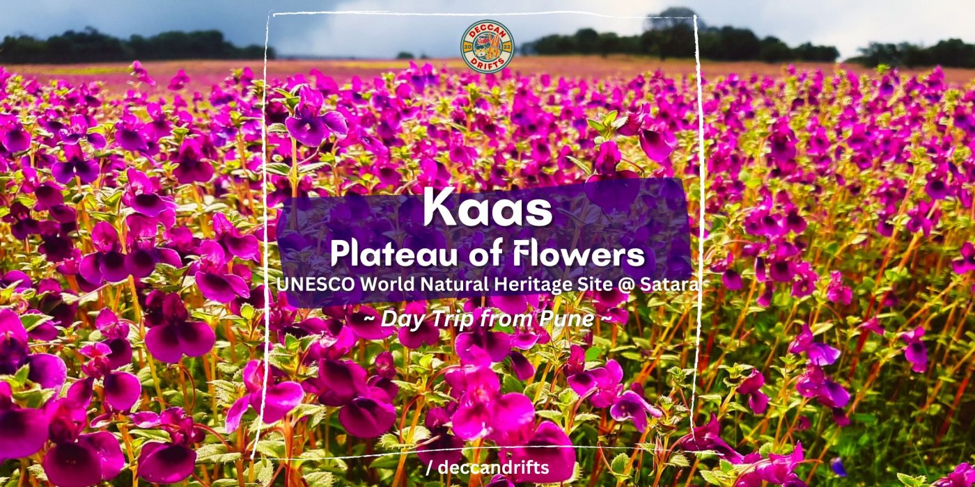 Kaas - Plateau of Flowers - Day trip from Pune by Deccan Drifts