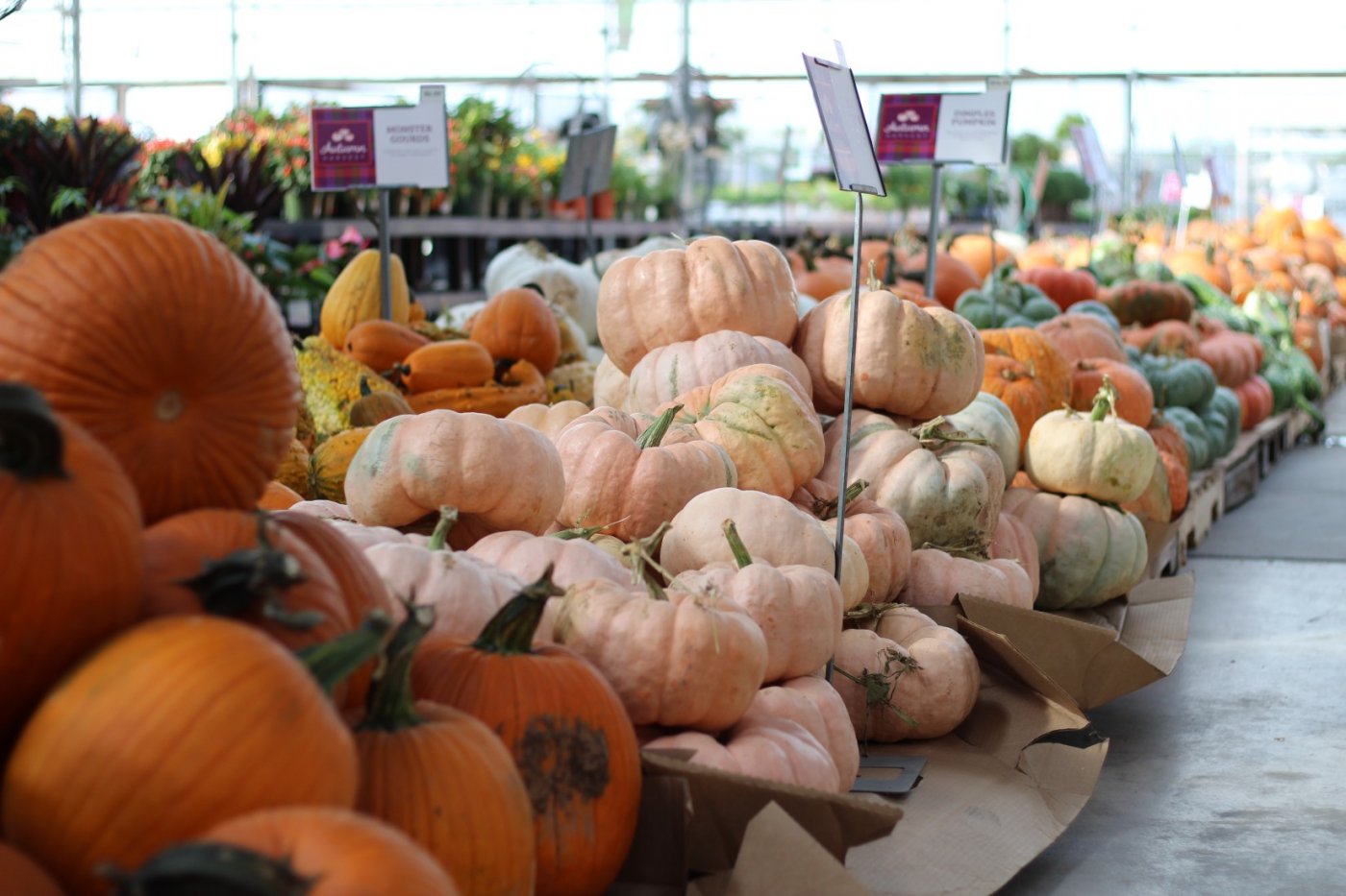 Fall Porch Magic & Autumn Container Gardens