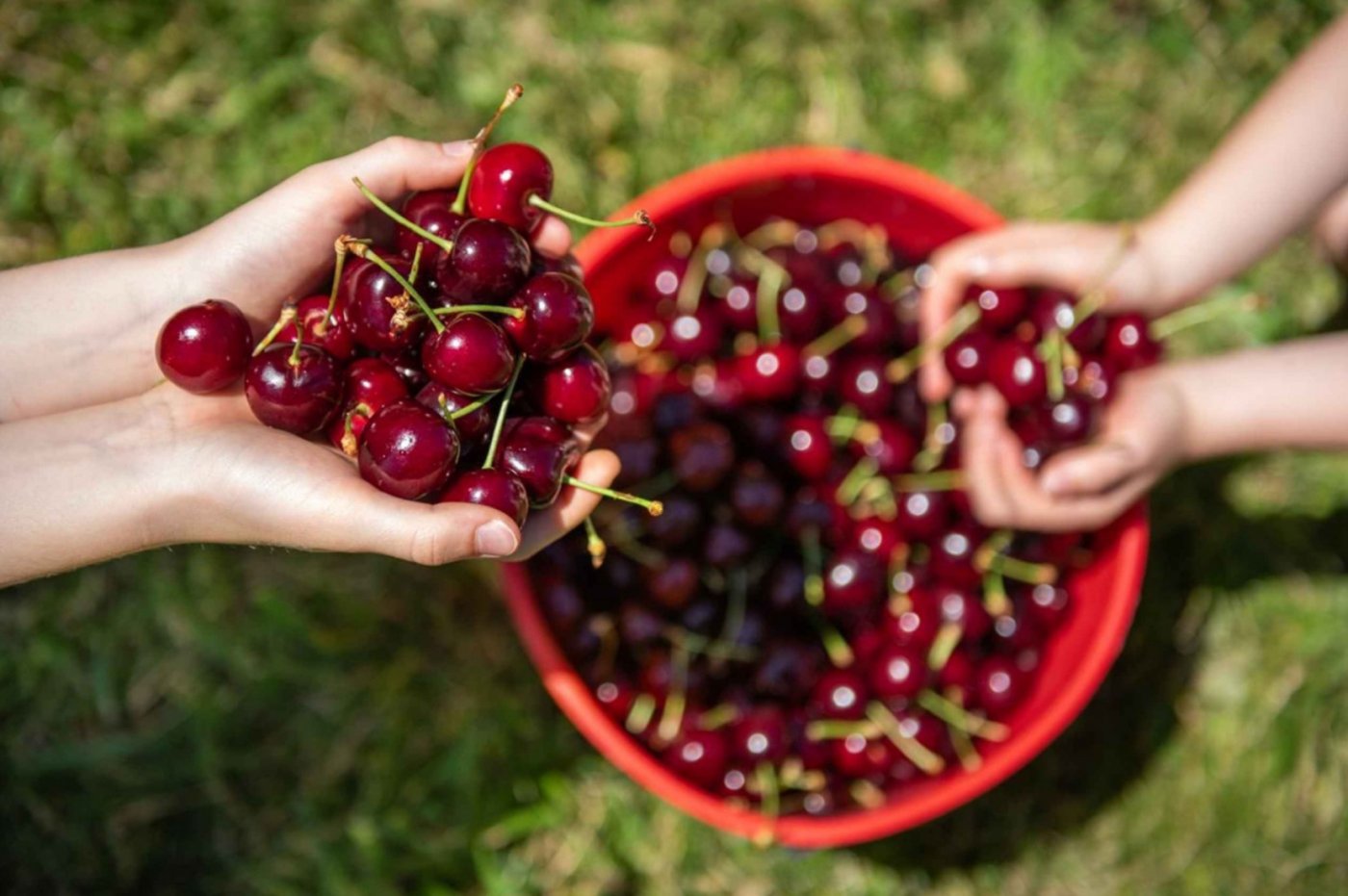 Cherry-Picking at Coldstream 