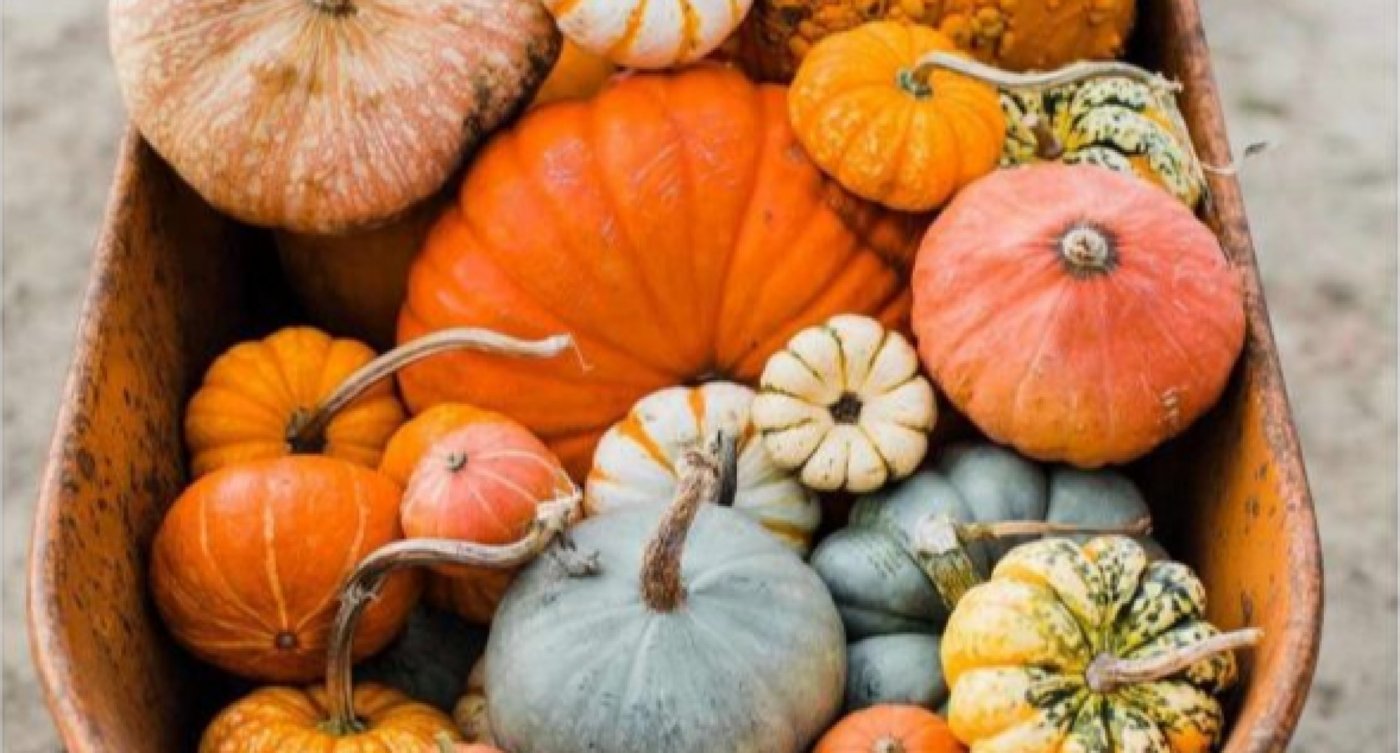 A.F.I.R.E.'s 6th ANNUAL PUMPKIN PATCH
