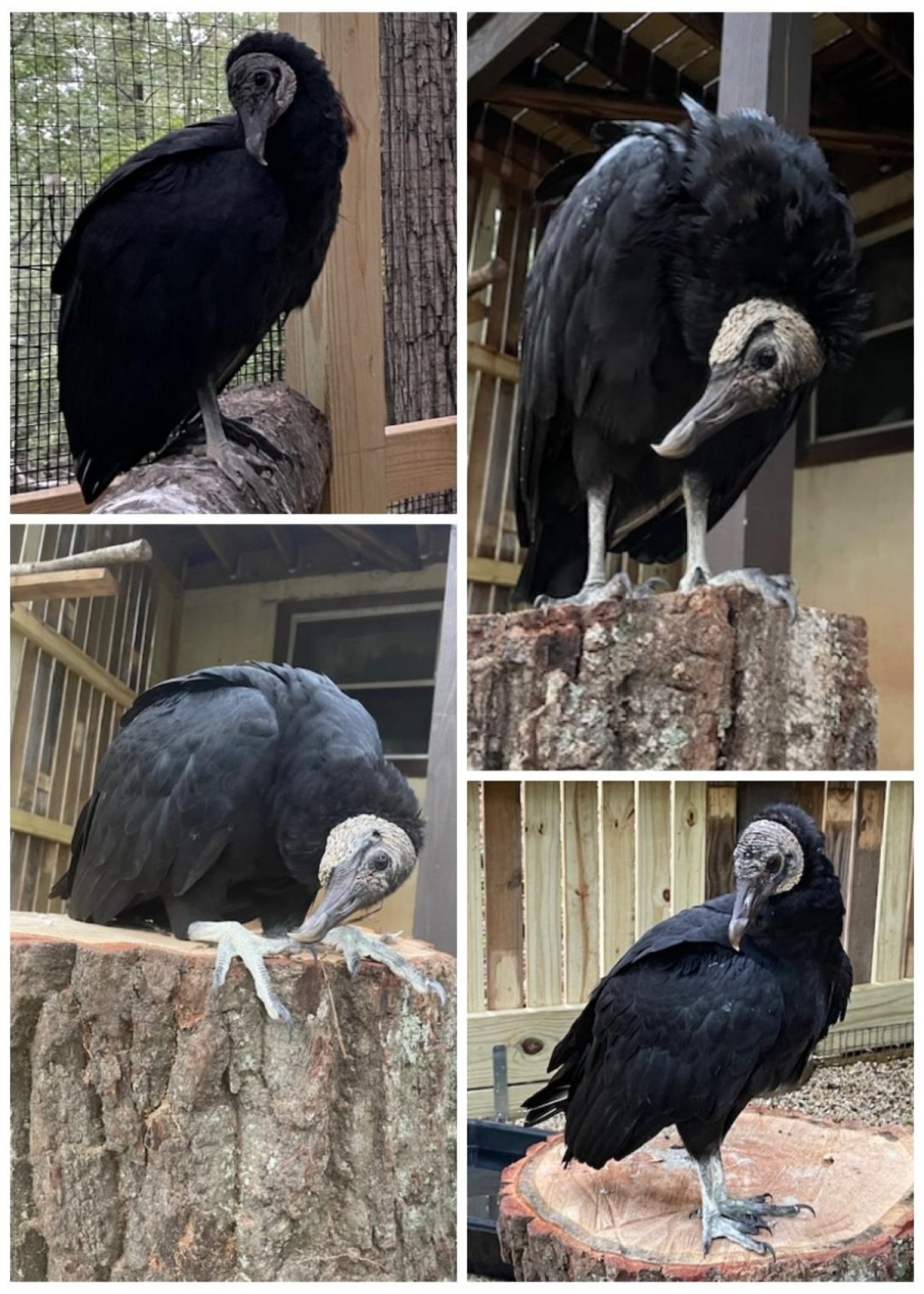 Vulture Yoga Class