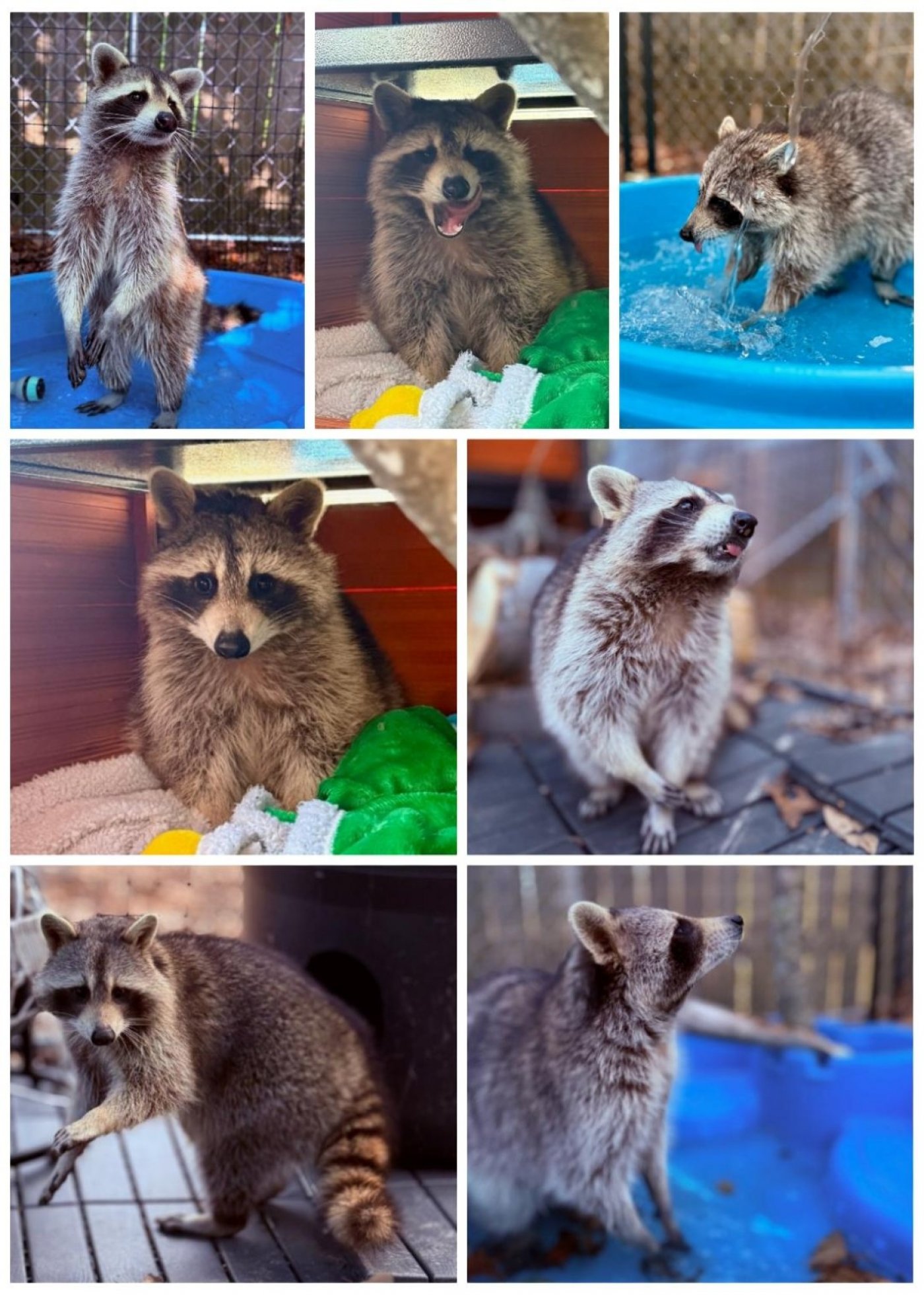 Raccon Yoga event