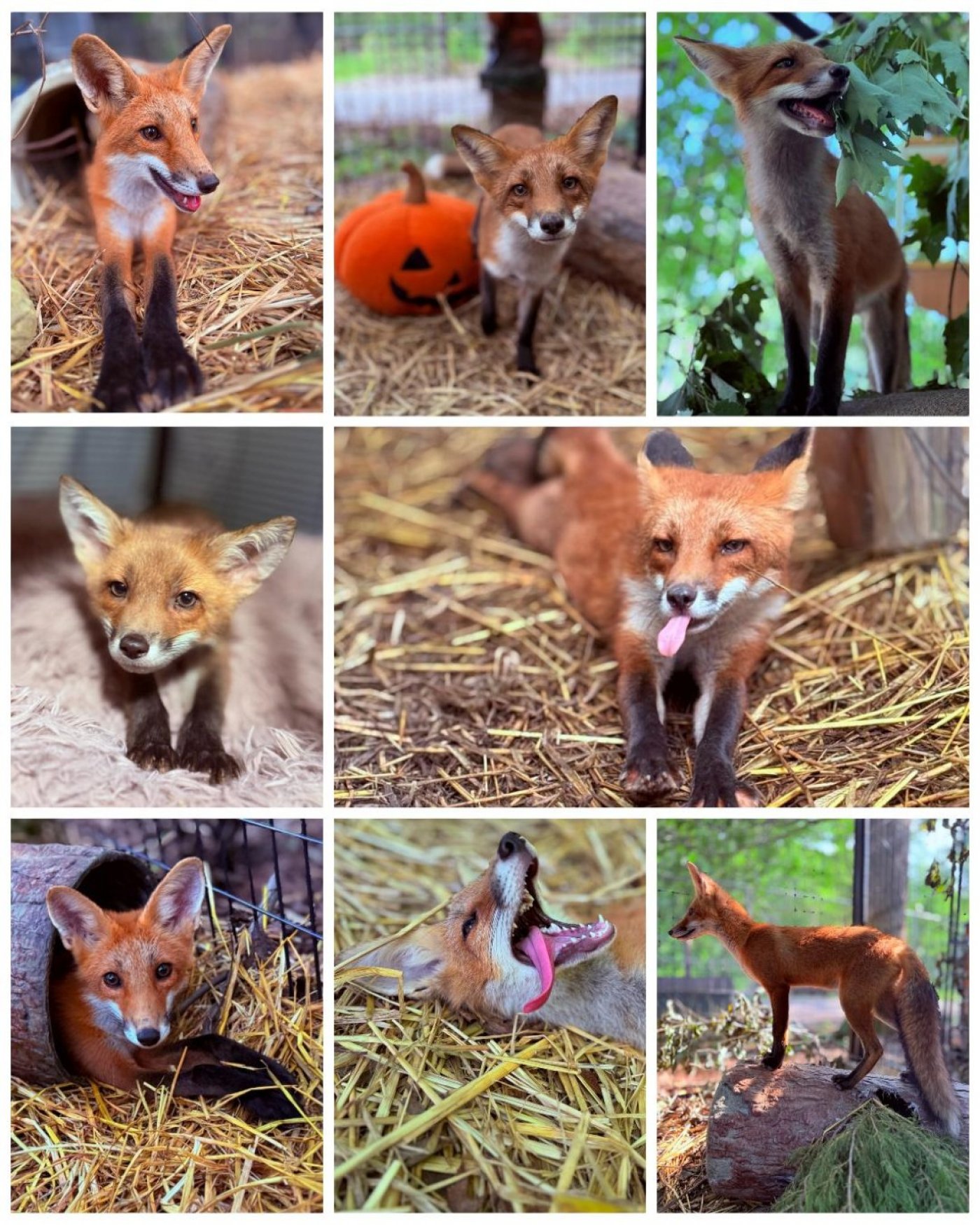 Fox Yoga Event