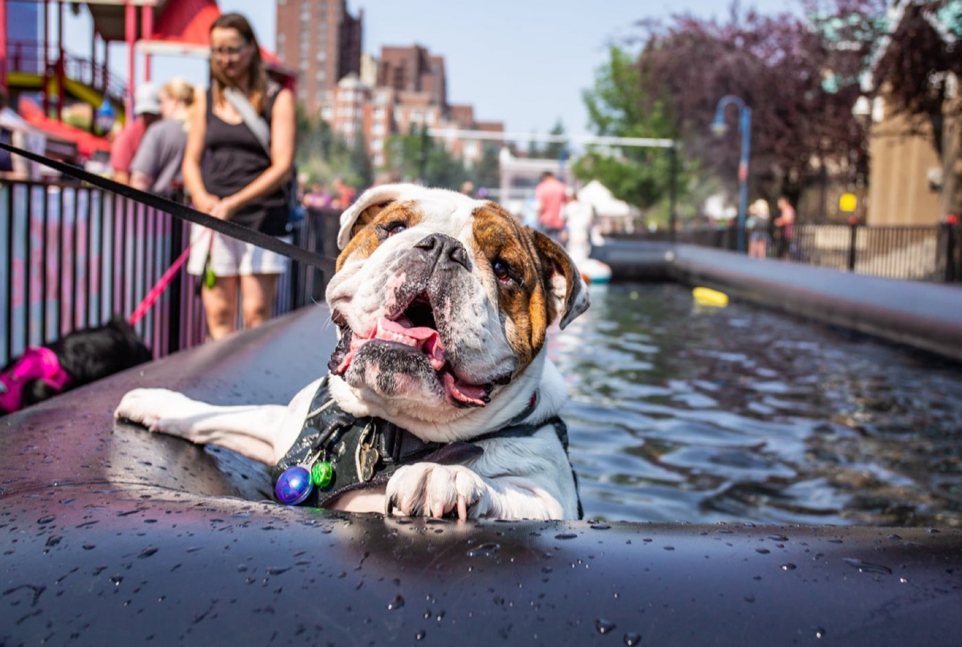 The Day of the Dog Festival