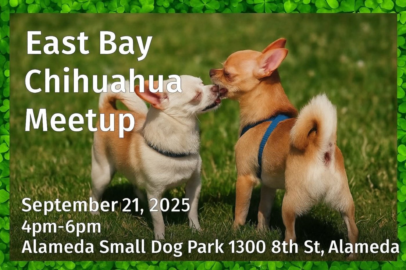 East Bay Chihuahua Meetup 