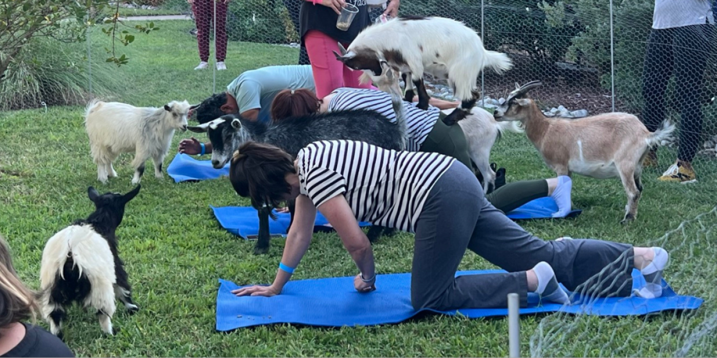 Goat Yoga Outside at Lakewood Brewing - Bring your own mat