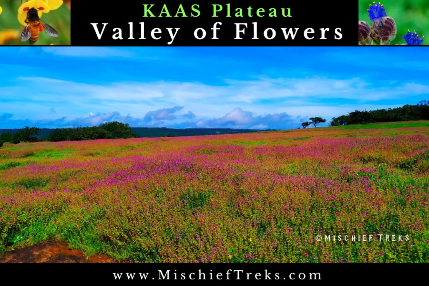 Kaas Plateau Tour from Mumbai - Valley Of Flowers | Kaas Pathar