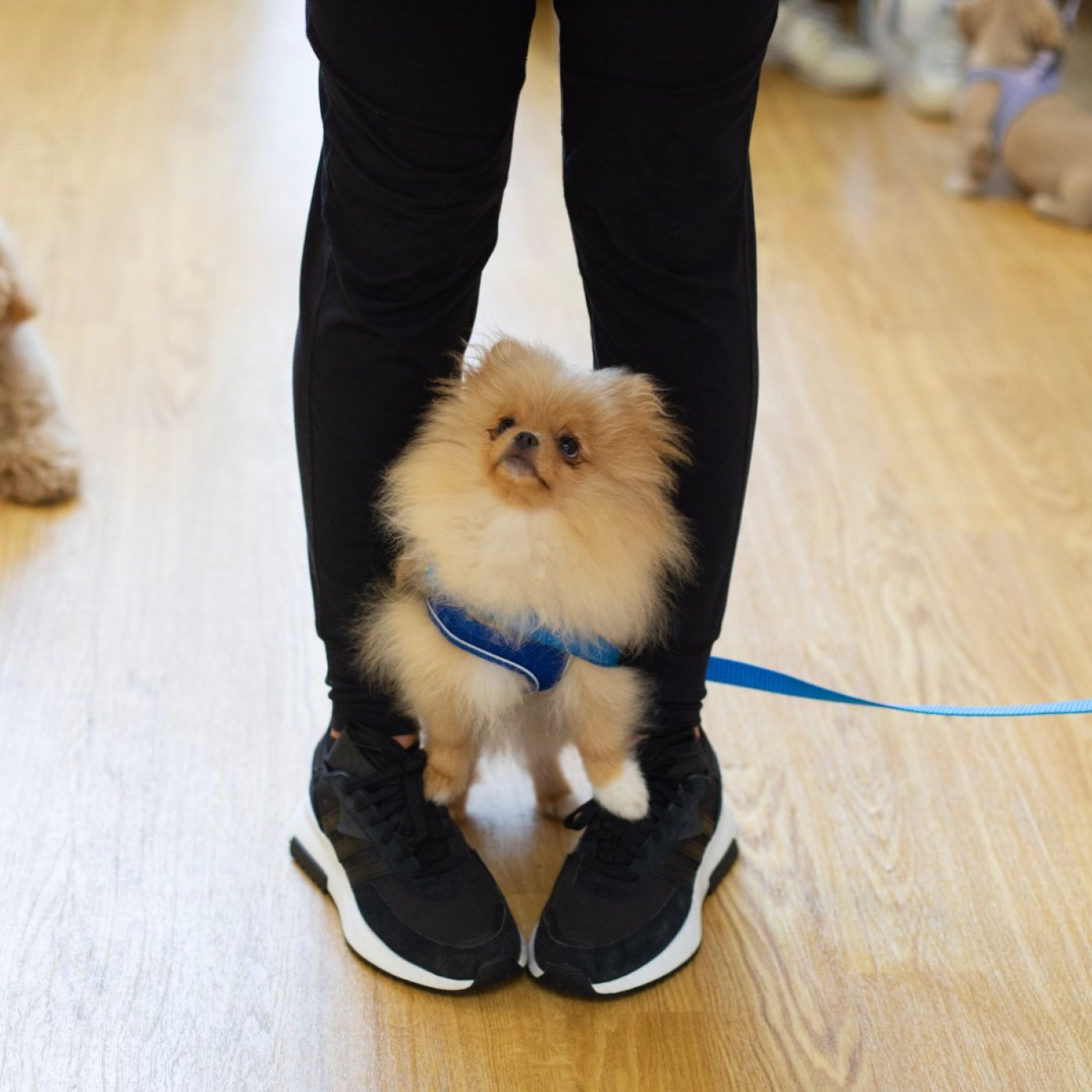 Puppy Training School SW1 Saturdays from 1st November 11.15am