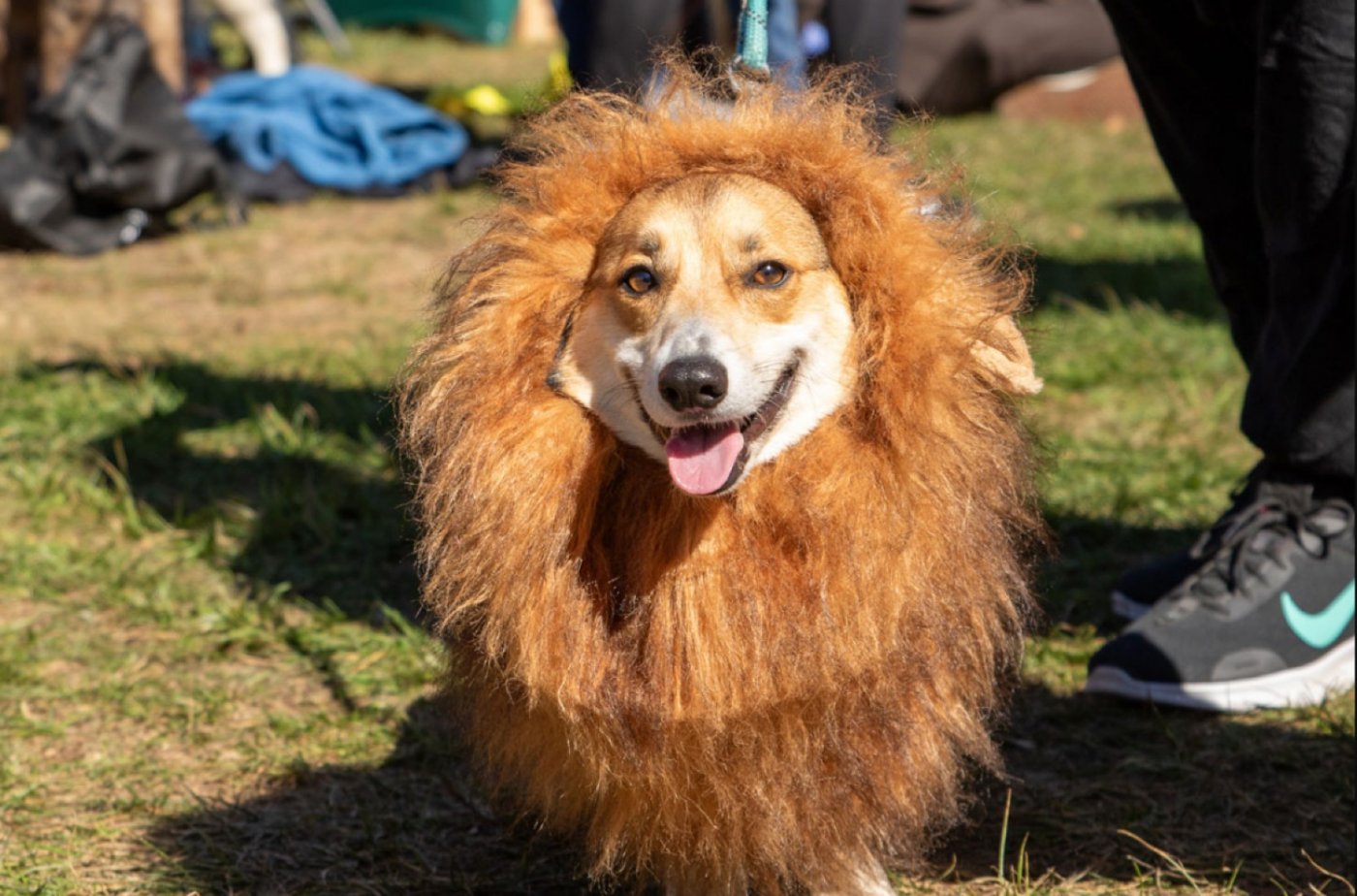 Howl-o-ween Pet Parade