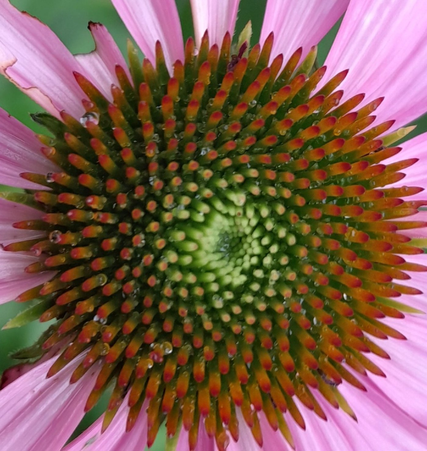 Tapping Into Nature's Pharmacy for Fall & Winter Wellness