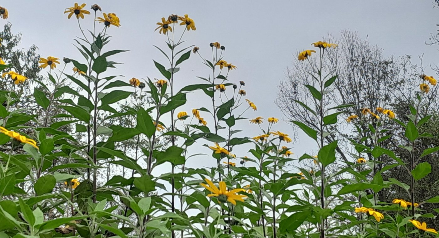 Wild Food & Herb Ramble
