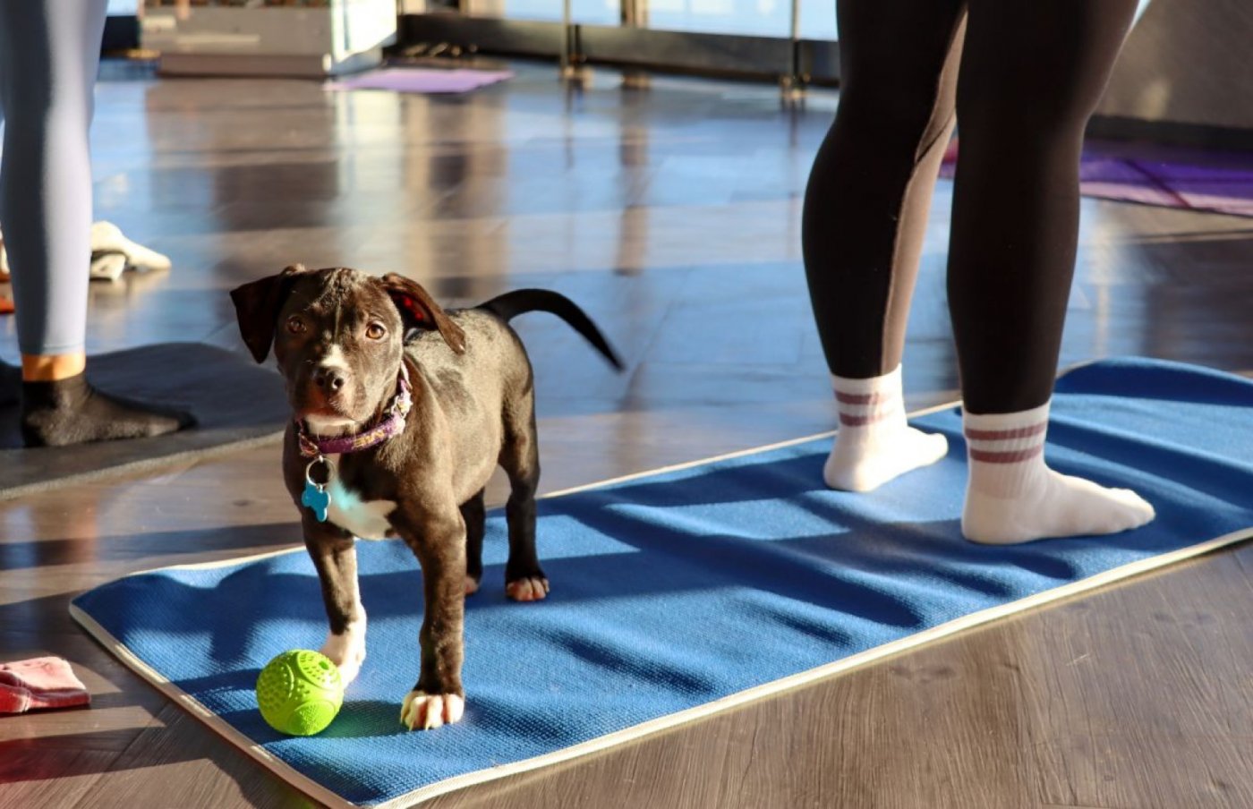 Adoptable Puppy Yoga at 360 CHICAGO Benefitting One Tail at a Time 