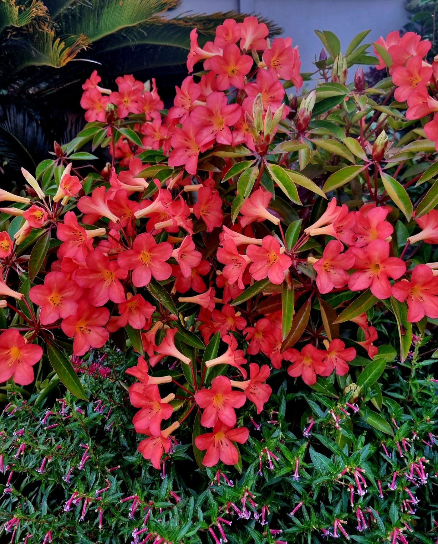 Greerton Garden Club