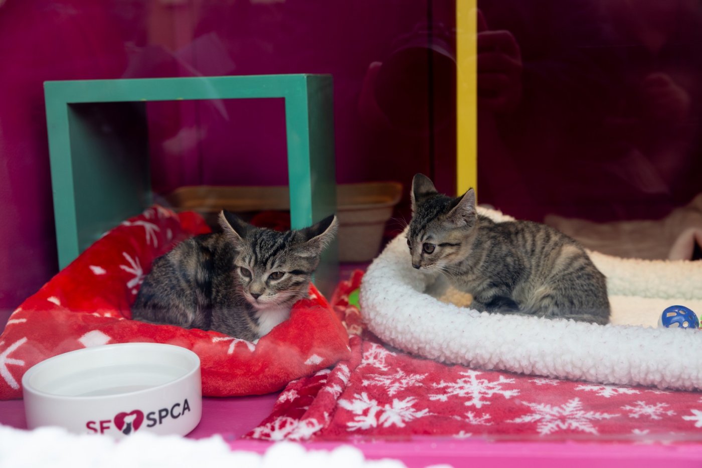 SF SPCA Holiday Windows