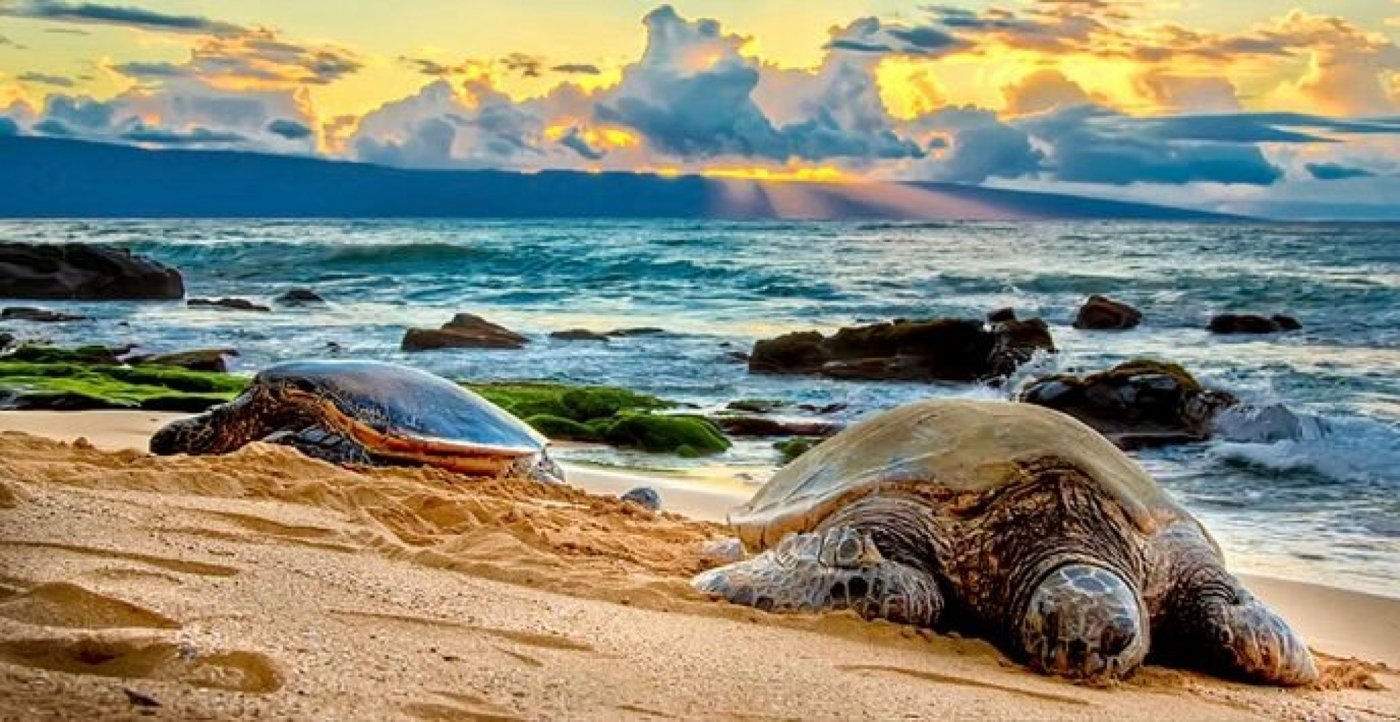 Big Wave Photography Pop-Up Market