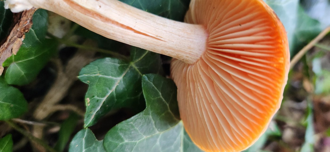 Guided fungi, plants and birds identification walk