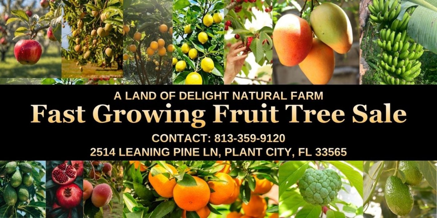 Central Florida\u2019s Biggest Grafted Fruit Tree Nursery & Sale \u2013 Plant City
